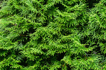 thuja  evergreen coniferous tree twigs macro