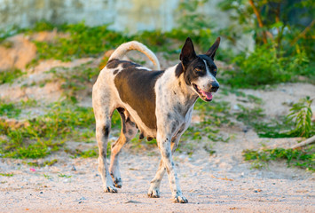 Dog walks on the street