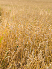 Golden ears of wheat on the field close-up