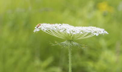 insect on white flower. Green meadow neutral background