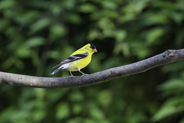 Some Shade Would Be Nice