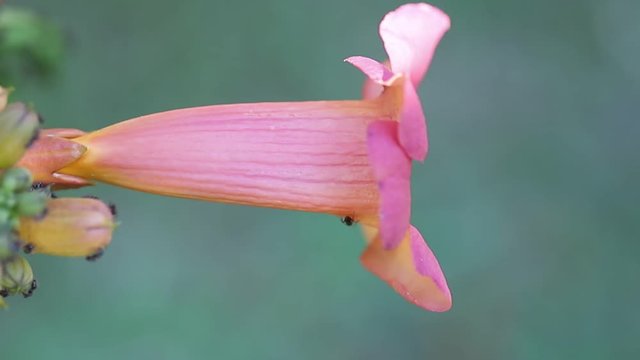 Flor-1