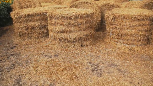 sunflowers field. Rural field in summer with bales of hay,