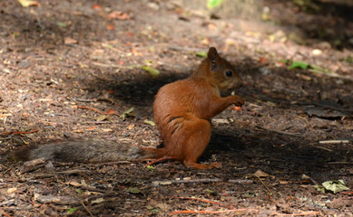 A squirrel in a Moscow Park, July 2018