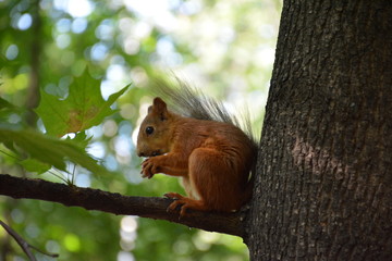 A squirrel in a Moscow Park, July 2018