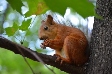 Obraz premium A squirrel in a Moscow Park, July 2018