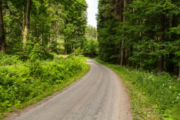 Fototapeta premium Cycling in Nature Forest on a rainy day. Road in Forest nature. Green forest road. Nature. Road. Natural environment.