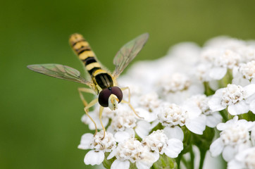 Photo of small wasp on white flower