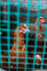 The chicken on the farm sits behind the mesh fence