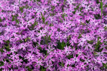 dywan fioletowych kwiatóq