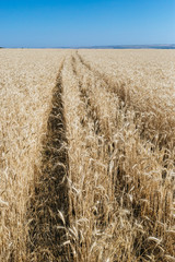 Traces of transport on the field