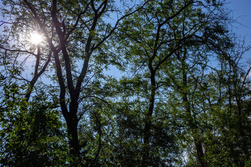 Fototapeta premium The rays of the sun make their way through the green leaves on the tree