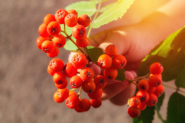 Bunch of mountain ash in a child's hand close-up