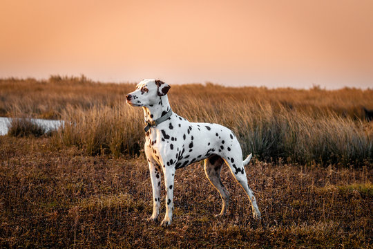 Dalmatian (saltmarsh at sunset)