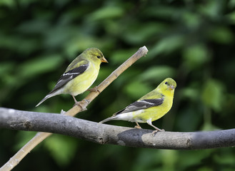 Two Females
