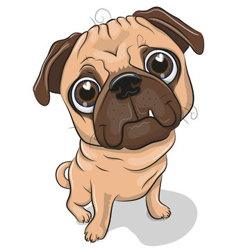Cartoon Pug Dog isolated on a white background