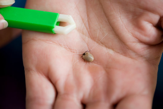 Entfernte Zecke in einer Hand
