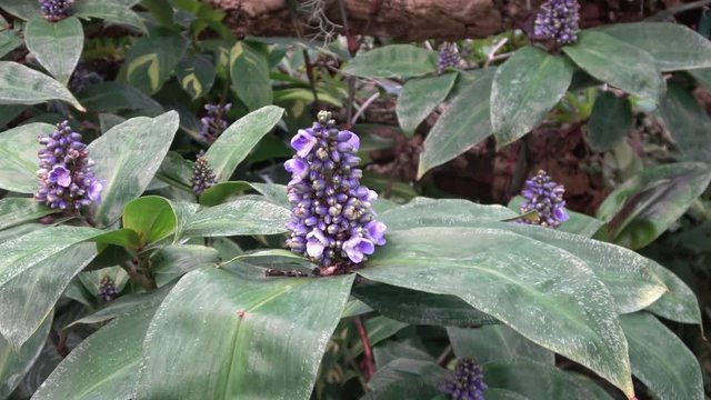 Dichorisandra reginae also known as Queen's Spiderwort