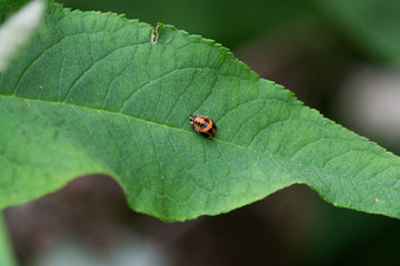 Orange and Black Insect On Green Leaf