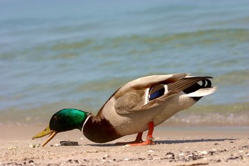 Samiec kaczki krzyżówki żerujący na plaży nad brzegiem morza. © Jan