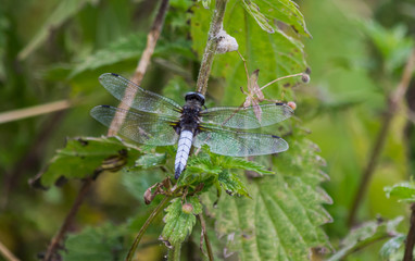 Scarce Chaser Blue Dragonfly From Behind