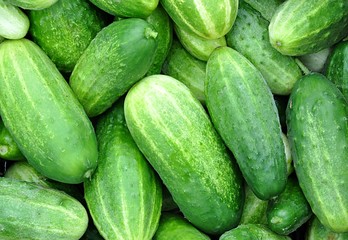 fresh vegetables cucumber