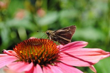 Butterfly on Coneflower