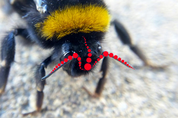 Bee psychedelic effect red geometric circles patterns, life spirit prana, insect in a state of...