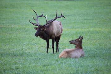 cherokee elk