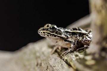 A frog posing on a tree with a black background
