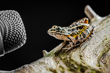 A frog on a trunk of tree, front of a microphone