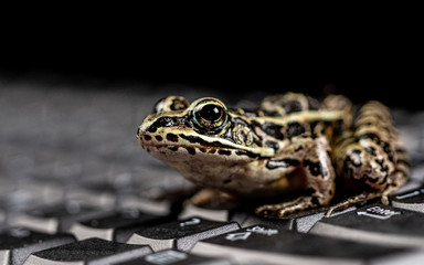 A frog on a keyboard
