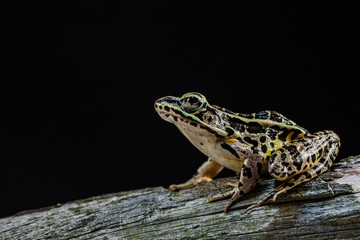 A frog posing on a dead tree with a black background