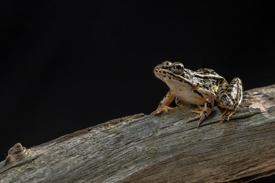 A frog posing on a dead tree with a black background