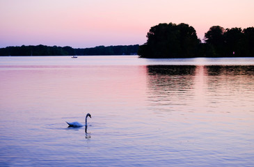 Fototapeta premium White swan on a lake at sunset