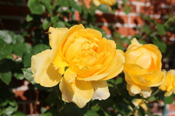 Wunderschöne gelbe Rosen in einer Reihe