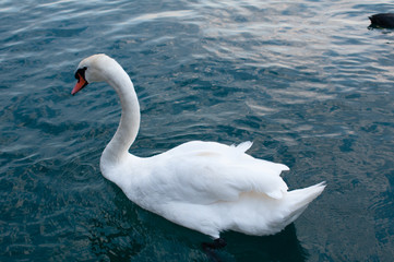 Beautiful white swan swims in the lake. Portrait of Mute Swan (Cygnus olor) swimming on Lake Garda, Verona, Italy