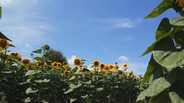 walk around the field of sunflowers