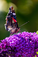 Closeup of Red Admiral butterfly with wings closed on butterfly bush