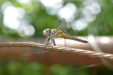 A dragonfly is an insect belonging to the order Odonata, infraorder Anisoptera.