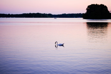 White swan on a lake at sunset