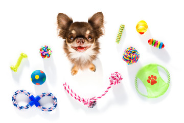 close up curious dog looks up with toys