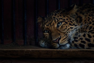 North-Chinese leopard