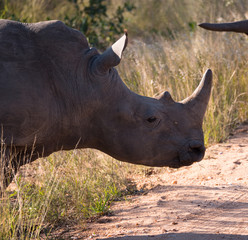 Rhino group in Kruger National Park, South Africa