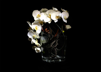 Orchidea in the dark