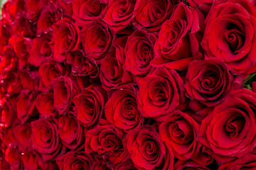 natural red roses background