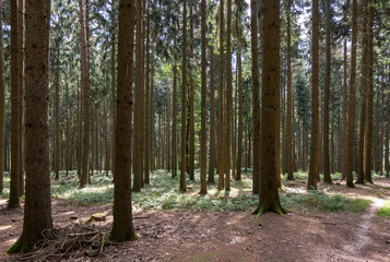 Wald von Friedrichroda