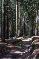 Wald von Friedrichroda