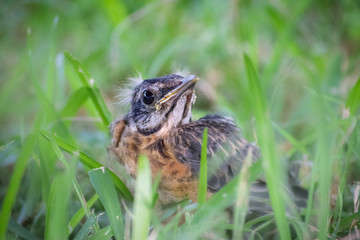 baby bird robin in spring looking with eye on the ground