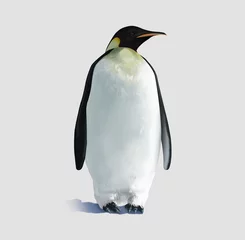 Foto op Plexiglas Pinguïn geïsoleerd © matitadigitale